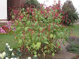 Image Persicaria Orientalis Kiss Me Over The Garden Gate Garden Gates Garden Landscaping Plants