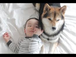 Repost of @monkishiba learning more tricks! Cute Shiba Inu And Cute Baby Laughing Every Day Dog And Baby Videos Youtube