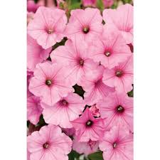 Home depot extensions are three digits. Full Sun Annuals Garden Flowers The Home Depot