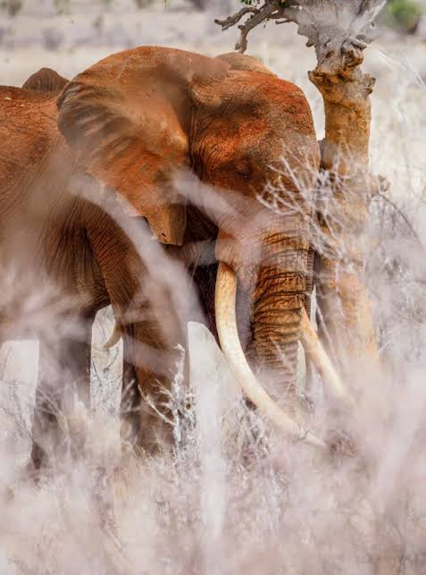 2 Days Tsavo East & Tsavo West safari from Malindi & Watamu