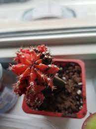 No posts regarding the entheogenic or spiritual uses of cacti, check out /r/druggardening if you want to discuss such things. Black Spots On My Cactus How Can I Save Her Succulents