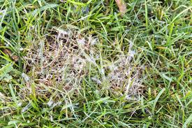 Aerating your yard means making holes in the dirt. When To Dethatch Bermuda Grass And How Often Should You Do It Pepper S Home Garden