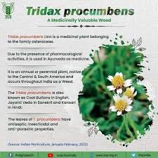 Image result for Tridax