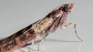 Epingle Sur Mites