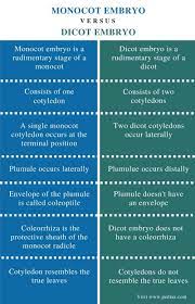 Difference Between Monocot And Dicot Embryo Comparison Summary Life Cycles Different Positivity
