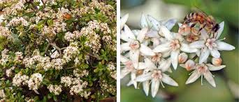 The term succulent comes from the latin form of succus, which means full of juice or sap. Jade Plant Crassula Ovata Wisconsin Horticulture
