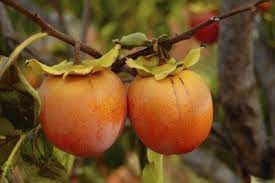 Mature height varies with species. Persimmon Tree Growing Conditions Where Does Persimmon Grow