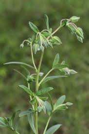 Image result for Trichodesma zeylanicum