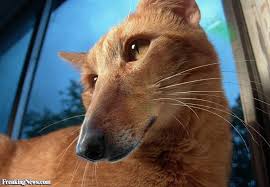 Here Is What Happens When You Mix Up Cat And Dog Together I Can Has Cheezburger Hybrid Cat Dogs Dog Cat