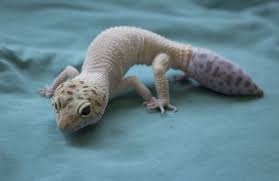 Check spelling or type a new query. The Super Healing Power Of Lizards Ontario Veterinary College University Of Guelph