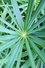 Image result for Cyperus denudatus
