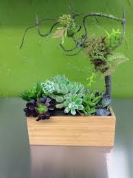 We are family owned and operated working under the original owners. Bamboo Box Holding Multiple Succulents With A Moss Branch Accent By Lund Floral Ogden Ut Succulents Bamboo Box Planter Pots