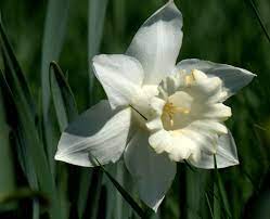 Pin On Come Smell The Flowers 2831629 N23