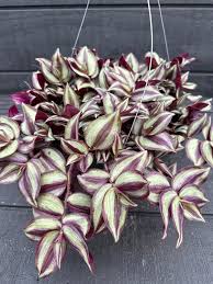 Image result for Tradescantia zebrina