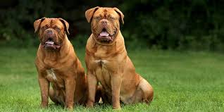 Meet the compact and affectionate dog breed! Dogue De Bordeaux Un Concentrato Di Forza Potenza E Dolcezza Best5 It