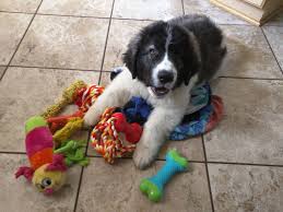 Hi Reddit Meet Beren My Pyrenean Mastiff Puppy Http Ift Tt 2ydpvue Mastiff Puppies Pyrenean Mastiff Dog Breeds