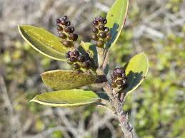 Image result for Rhamnus