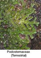 Image result for Podostemaceae
