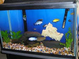 Designing An African Rift Lake Cichlid Aquarium