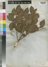 Image result for Mimusops zeyheri