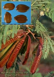 Image result for Leucaena