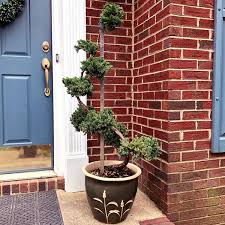 Prune about once a year, at the beginning of the growing season. Dwarf Japanese Garden Juniper Topiary Buy From Plantingtree Com