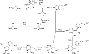 Thiamine pyrophosphate là một cofactor có mặt trong tất cả các hệ thống sống, trong đó nó xúc tác một số phản ứng hóa sinh. Thiamine Pyrophosphate An Overview Sciencedirect Topics