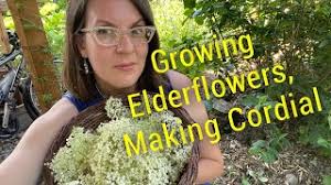 Perhaps the biggest challenge in growing elderberries, and particularly those in containers, is that they need a lot of moisture. Elderflower Sambucus Nigra Cordial Recipe For Home Gardeners Youtube