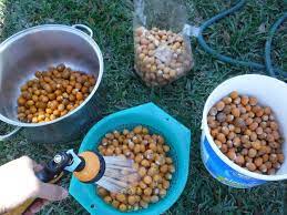 Palm oil comes from the fruit of palm trees. Step By Step Harvesting And Juicing Queen Palm Berries