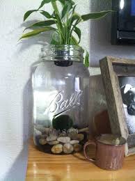 Mason Jar One Gallon Beta Fish Tank Diy Fish Tank Beta Fish Tank Fish Tank Plants