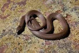 Rough Earth Snake North Carolina North Carolina Carolina Snake