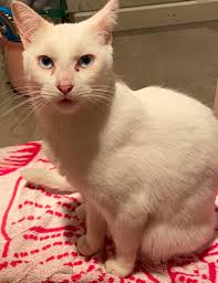 Is anybody missing 2l/4pts milk, delivered by the milkman? It was delivered  to me in error.