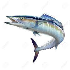 Spanish Mackerel Big Fish On White In Motion Affiliate Big Mackerel Spanish Motion White Spanish Mackerel Fish Drawings Fish Artwork