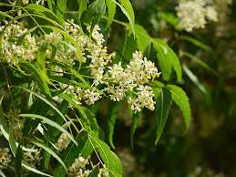 Maybe you would like to learn more about one of these? What Is Neem Extract Benefits Uses Risks And Side Effects