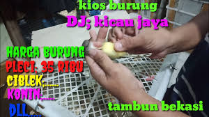 Check spelling or type a new query. Kios Burung Dj Kicau Jaya Terkomplit Berkualitas Di Tambun Bekasi Youtube