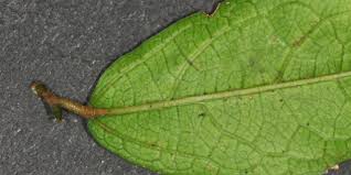 Image result for Celtis mildbraedii