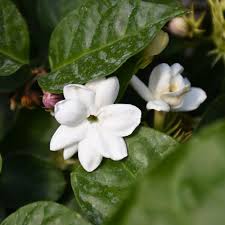 Image result for Jasminum