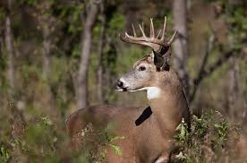 These 10 national and state parks in maryland provide history, things to do outdoors and more. White Tailed Deer Management Resumes In Western Maryland National Parks