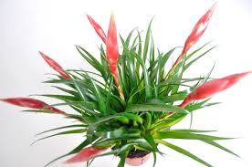 Vriesea Astrid Texturas Orquideas Disenos De Unas