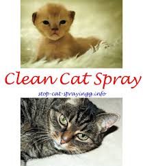 Diese matratzen sind nicht billig, und neben der nässe gibt es auch den penetrierenden geruch der katze pipi. Free Boat Plans Dumb Cats Male Cat Spraying Cat Urine Smells