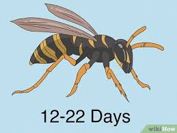 How Long Do Wasps Live? (Guide To Wasp Lifecycle) | Ecoguard