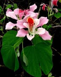 Image result for Bauhinia monandra