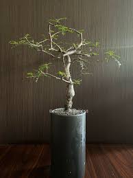 Image result for Cyphostemma saxicola