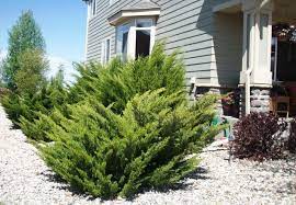 Its upright growth with arching branches is a very distinct trait of this variety. How To Grow Mint Julip Juniper Watters Garden Center