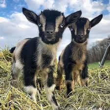 Pixdaus Baby Goats Baby Animals Cute Baby Animals