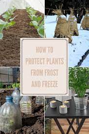 To keep reading, become a member today. When It Comes To Protecting Your Tender Plants From Frost Or Freeze Damage Here Are T How To Protect Plants From Frost Protect Plants From Frost Winter Garden