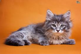 They are great with families with kids because they are both affectionate and playful. Siberian Cats For Adoption
