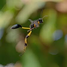 Image result for Cyclosorus molundensis