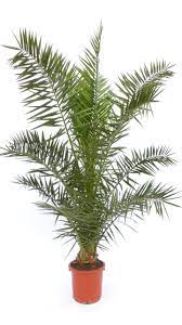 Die künstliche phönixpalme ist auch oft besser bekannt unter dem namen dattelpalme. Mega Palme 200 240 Cm Phoenix Canariensis Kanarische Dattelpalme Winterhart Jh Grunwaren