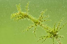 Image result for Heterotis canescens